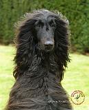 Afghan Hound 9T072D-079